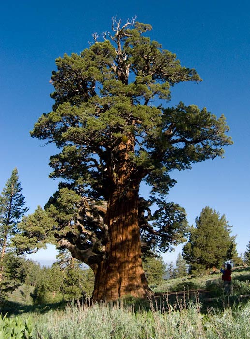 Juniperus occidentalis (western and Sierra junipers) description