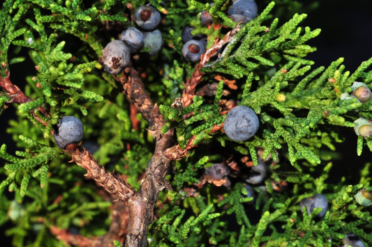 Juniperus monticola () description