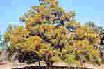Juniperus virginiana var. silicicola