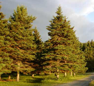 Maine State Tree Picea glauca white spruce description