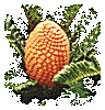 Cycad Pages