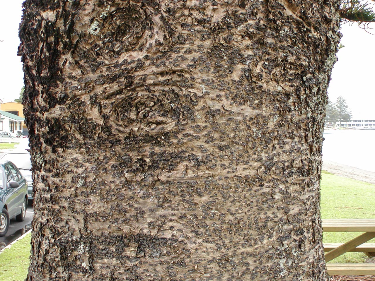 Araucaria Heterophylla Norfolk Island Pine Description