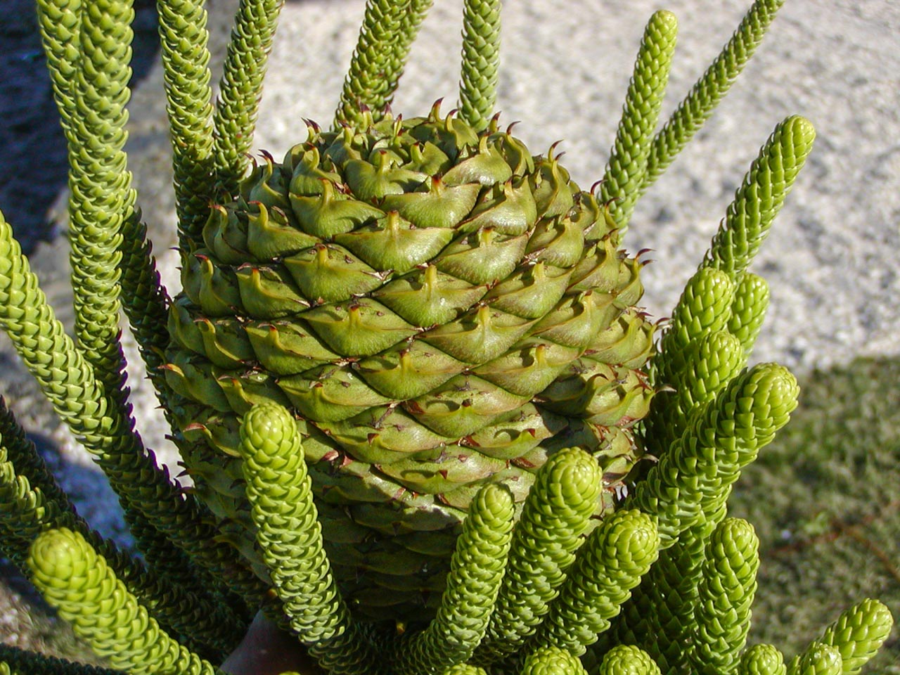 Norfolk Island Pine Seeds/araucaria Heterphylla/tree 