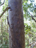 Agathis atropurpurea photo