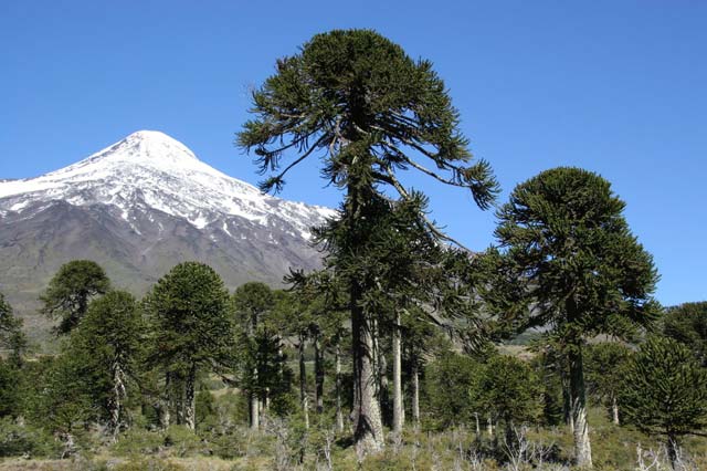 The Araucaria forests of Chile, part 2