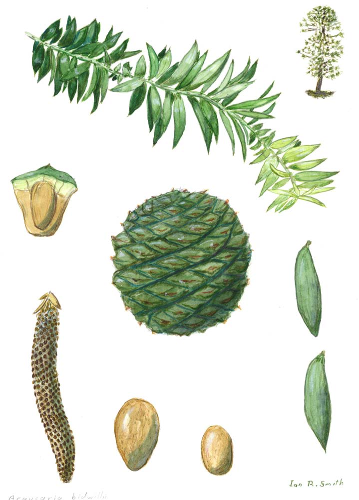 The Bunya-Bunya Pine (Araucaria bidwillii)