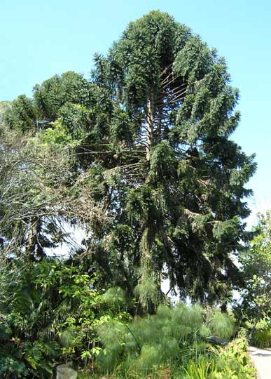 The Bunya-Bunya Pine (Araucaria bidwillii)