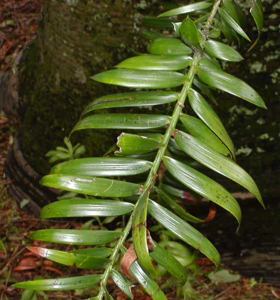 The Bunya-Bunya Pine (Araucaria bidwillii)