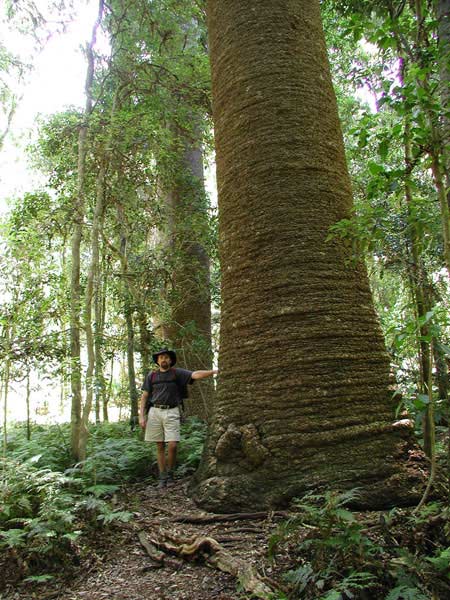 Araucaria bidwillii (Bunya pine) description