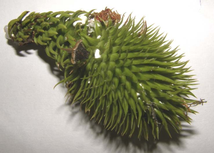 Araucaria cunninghamii (hoop pine) description