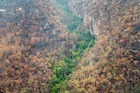 The catastrophic Australian fires of 2019/2020 very nearly destroyed the entire population of Wollemi pines in habitat