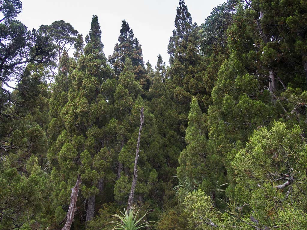 Хвойная 20. Атротаксис кипарисовый Тасмания. Athrotaxis laxifolia. Athrotaxis selaginoides. Pilgerodendron uviferum.