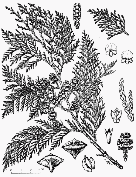Chamaecyparis formosensis (紅檜, Taiwan cypress) description