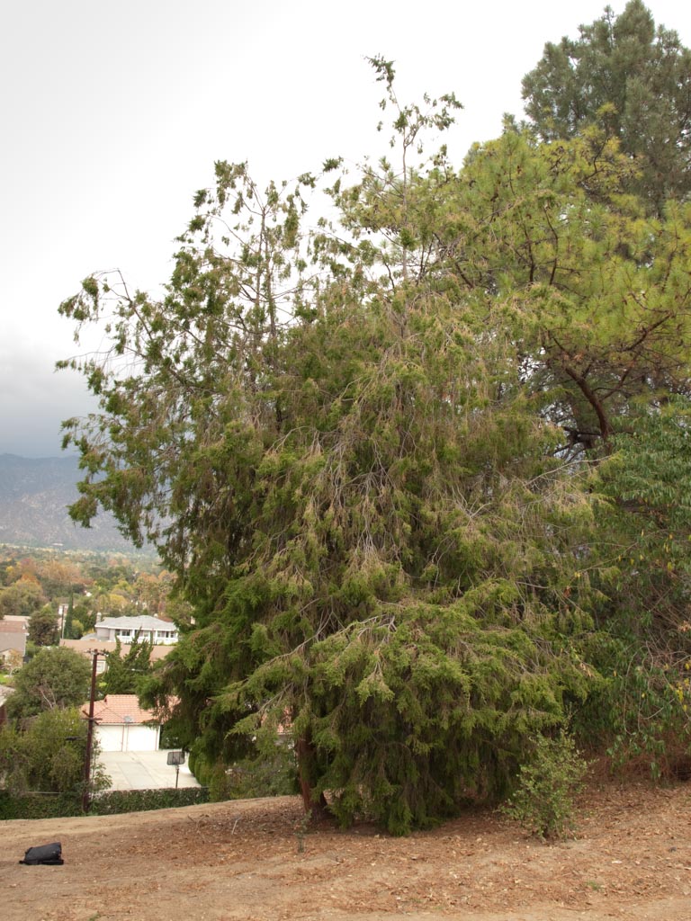 Juniperus bermudiana (Bermuda cedar) description