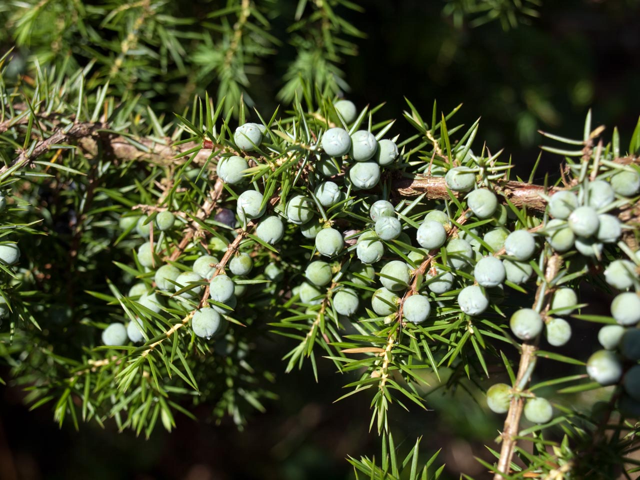 common juniper common juniper