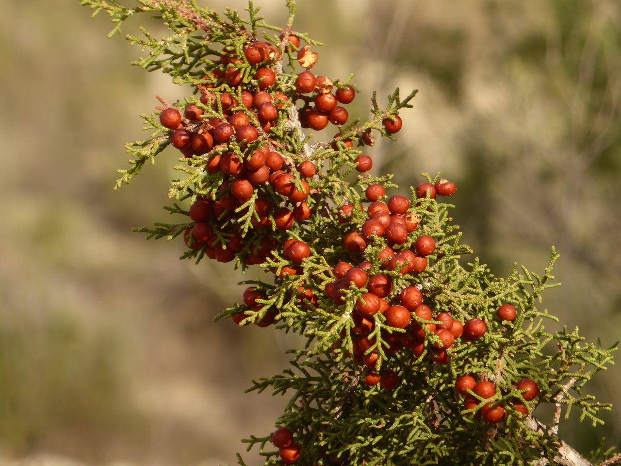 Juniperus phoenicea-Phoenician Juniper 10 seeds