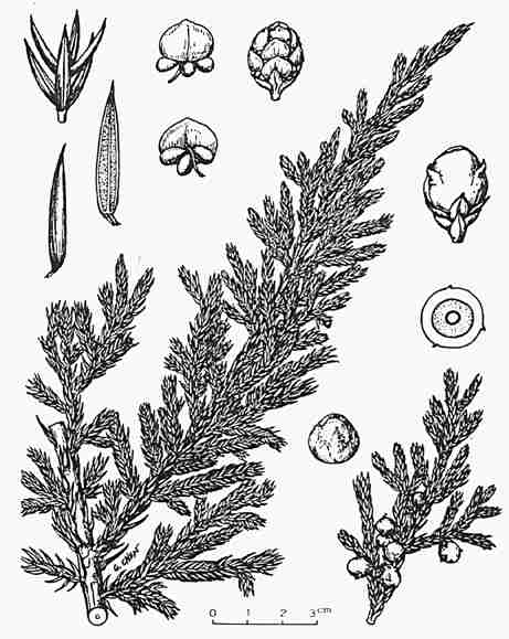 Juniperus squamata () description