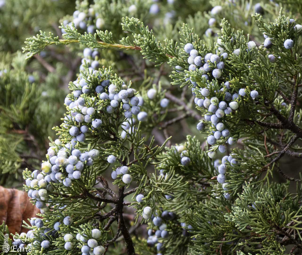 Eastern Red Cedar Juniper Juniperus Virginiana Eastern Red Cedar 