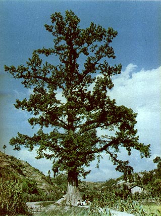 metasequoia 3