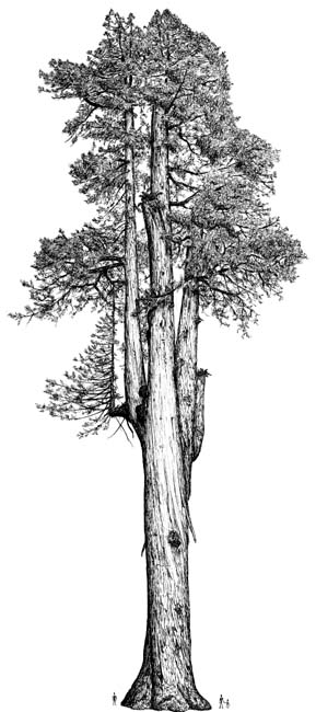 Sequoia sempervirens (coast redwood) description