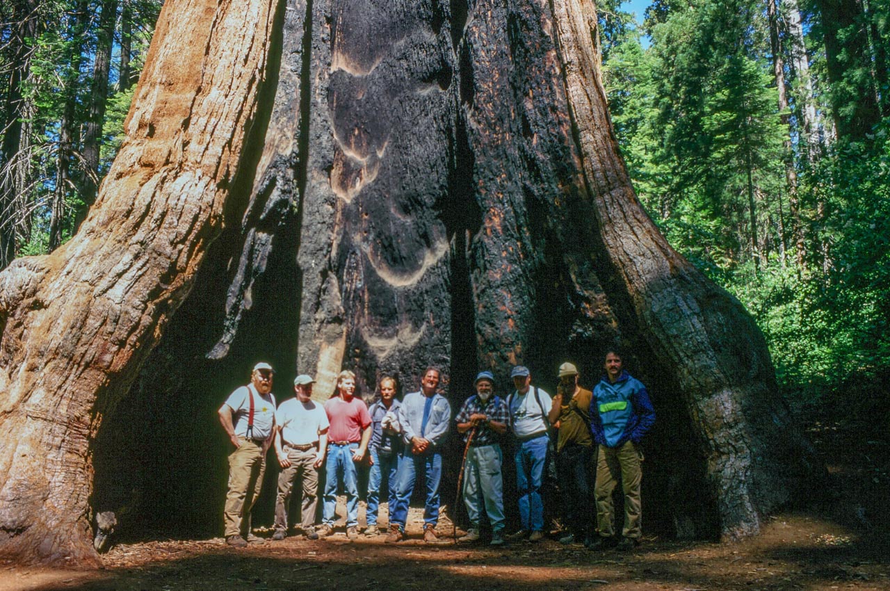 sequoia tree height