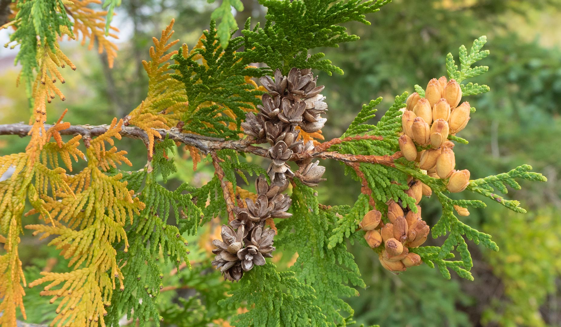 Thuja Occidentalis Northern White Cedar Description