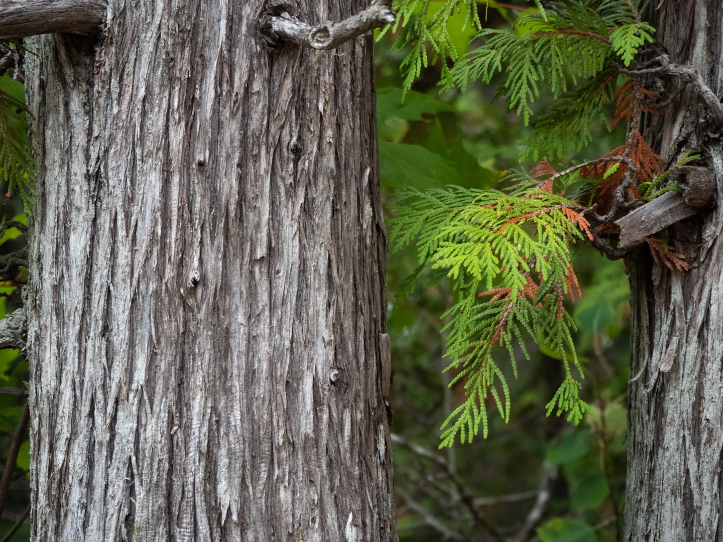 Thuja occidentalis (Arborvitae, Northern Whitecedar)