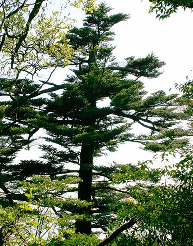 Japanese Momi Fir Abies firma rare conifer gymnosperm spruce tree heat tolerant 