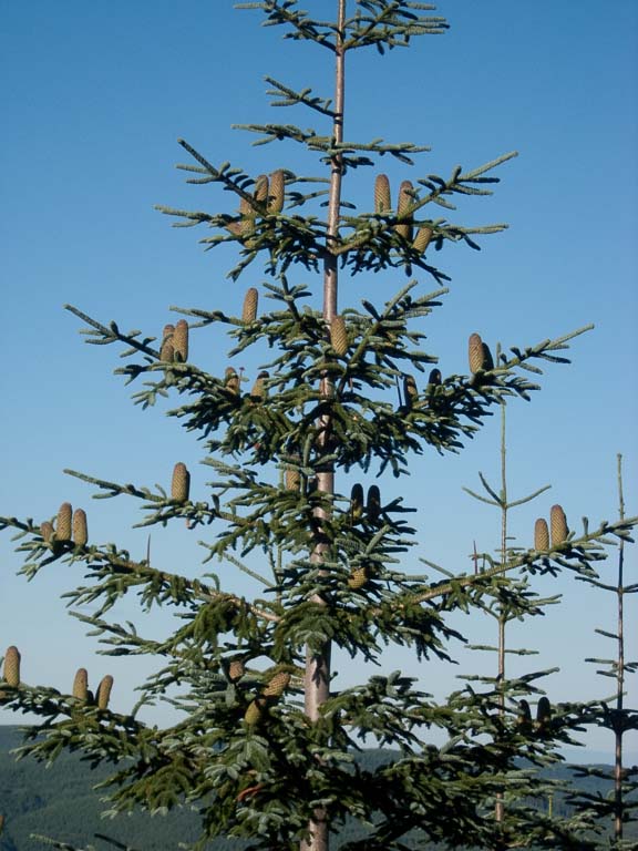 Abies procera (noble fir) description Abies procera (noble fir) description