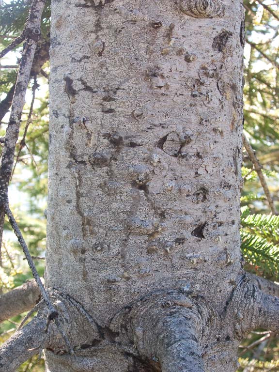 Abies procera (noble fir) description Abies procera (noble fir) description