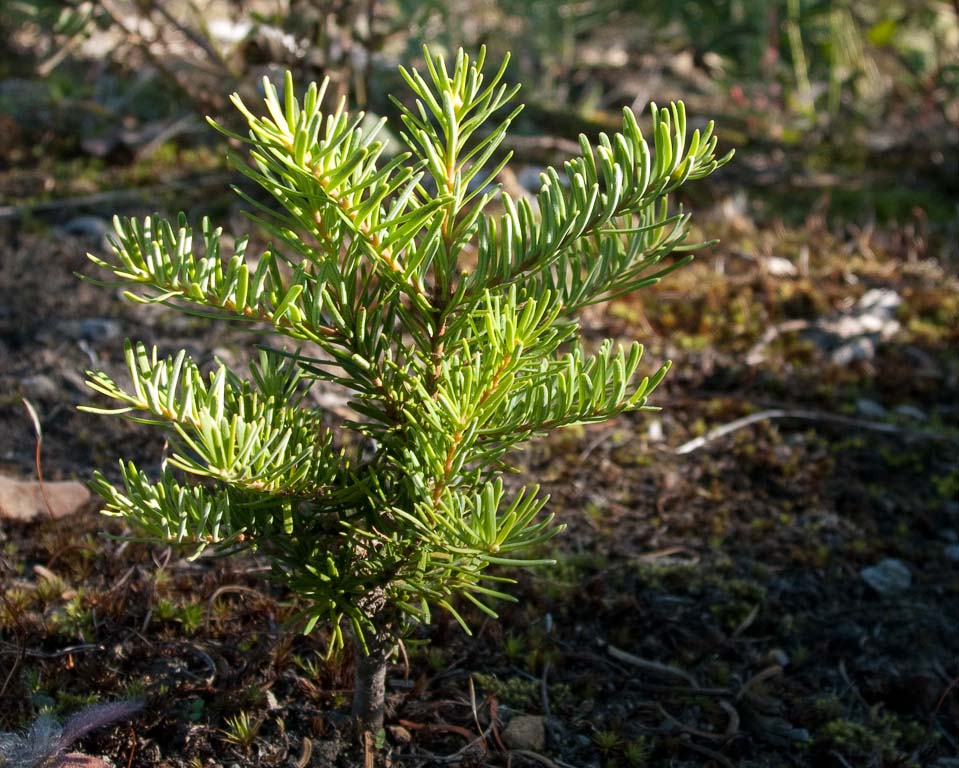 Abies procera (noble fir) description Abies procera (noble fir) description