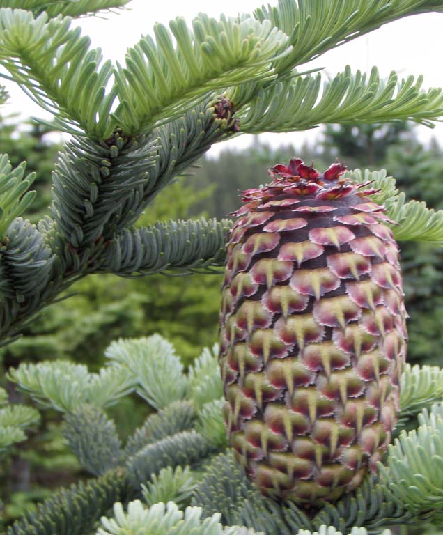 abies procera ノーブルもみ アビエスプロセラ プンゲンストウヒ 苗