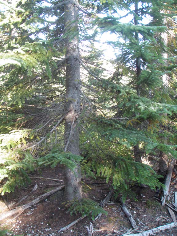 Abies procera (noble fir) description Abies procera (noble fir) description