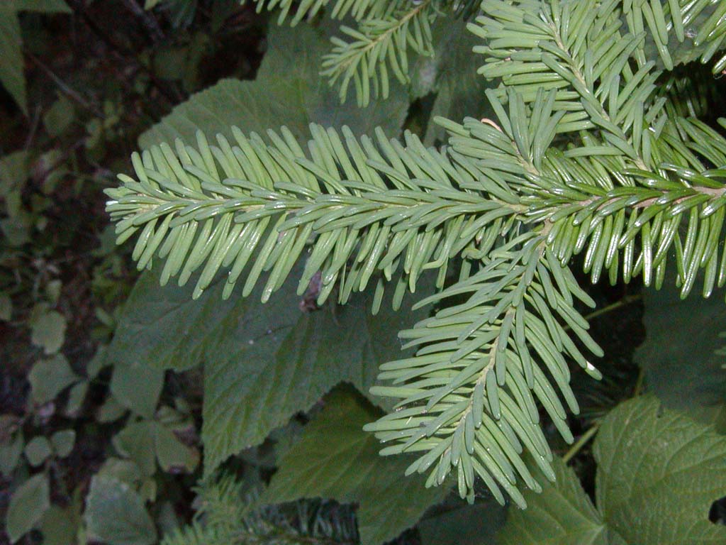 Abies procera (noble fir) description Abies procera (noble fir) description
