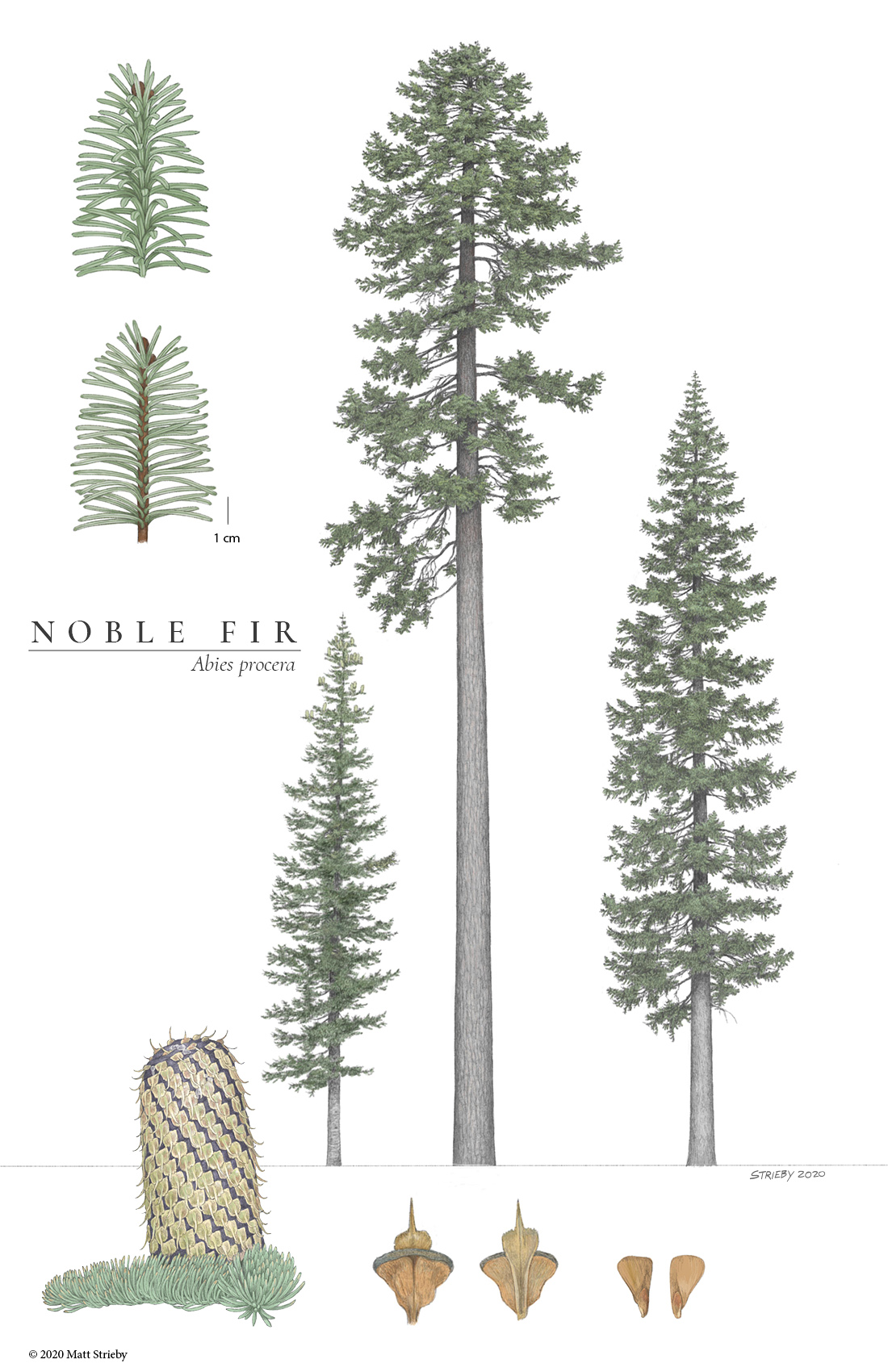 noble fir needles