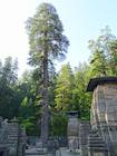 The giant Cedrus deodara at an ancient temple complex in the Jageshwar Valley