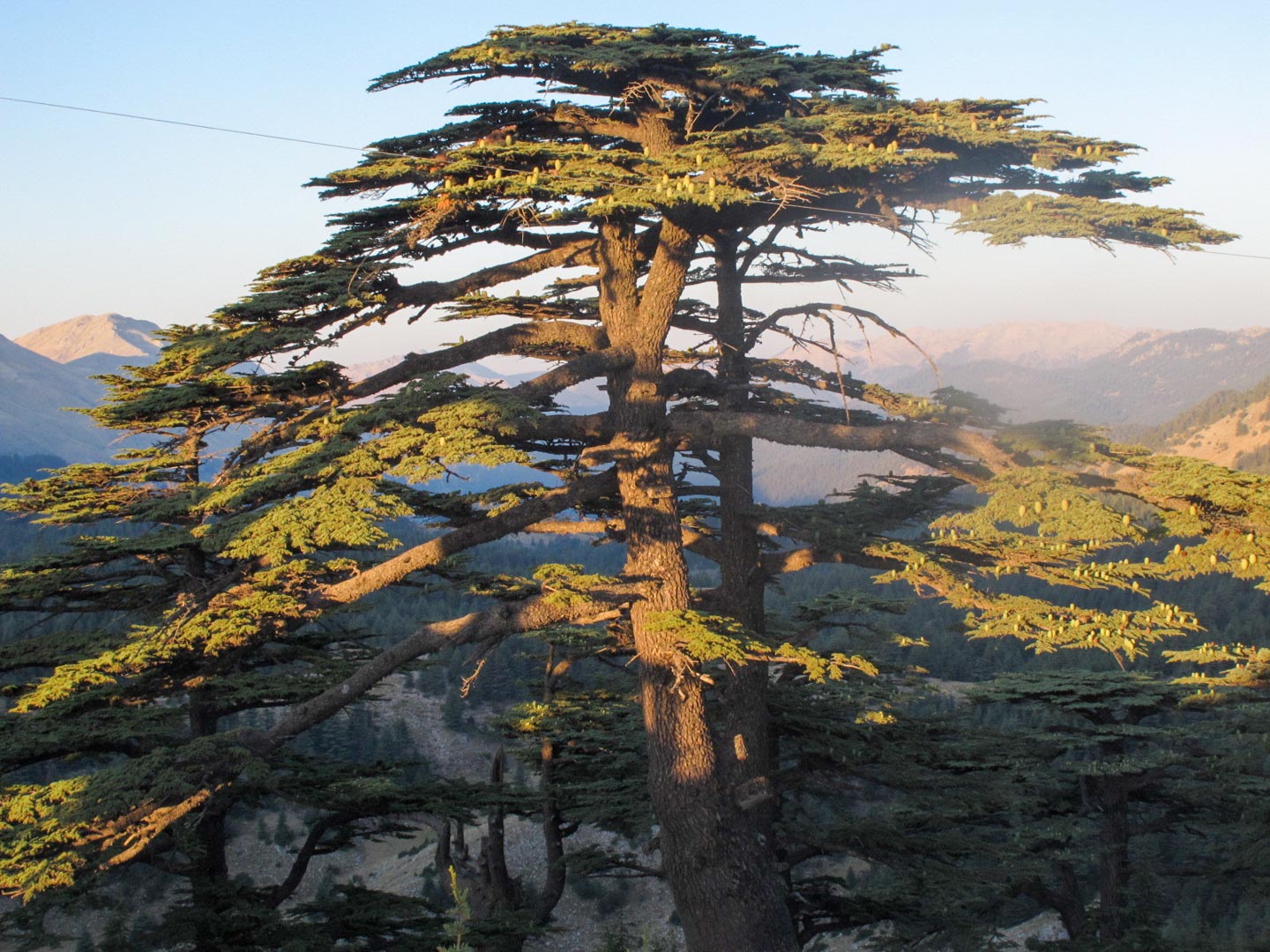 Cedar Of Lebanon Tree Leaves - Miinullekko