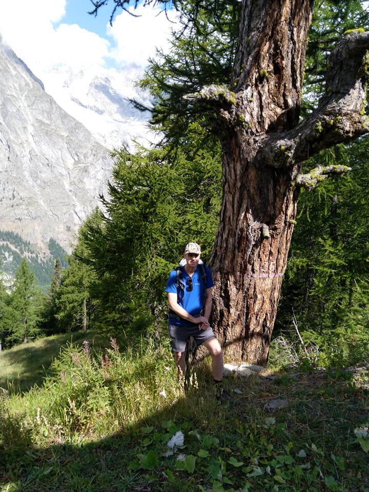 Larix decidua (Europäische Lärche) description - The Gymnosperm