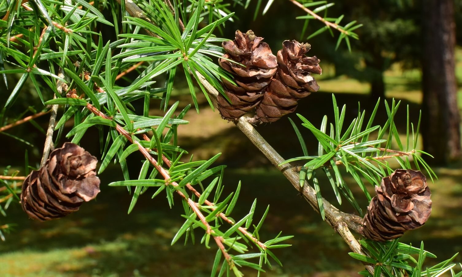 kaktus lobivia Lobivia prestoana