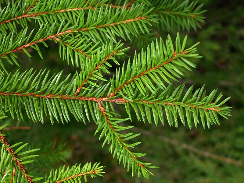 Picea Abies Norway Spruce Description
