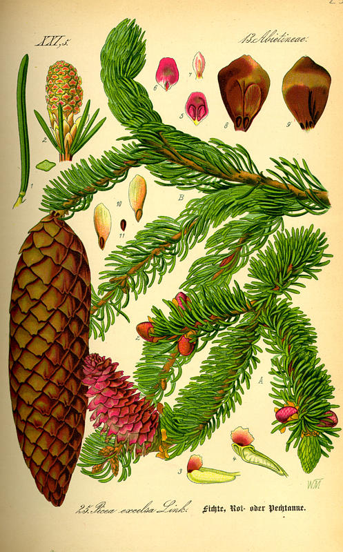 Picea abies (Norway spruce) description Picea abies (Norway spruce) description