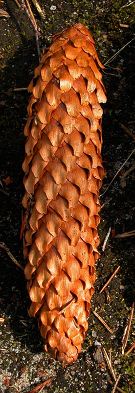 Picea abies (Norway spruce) description Picea abies (Norway spruce) description