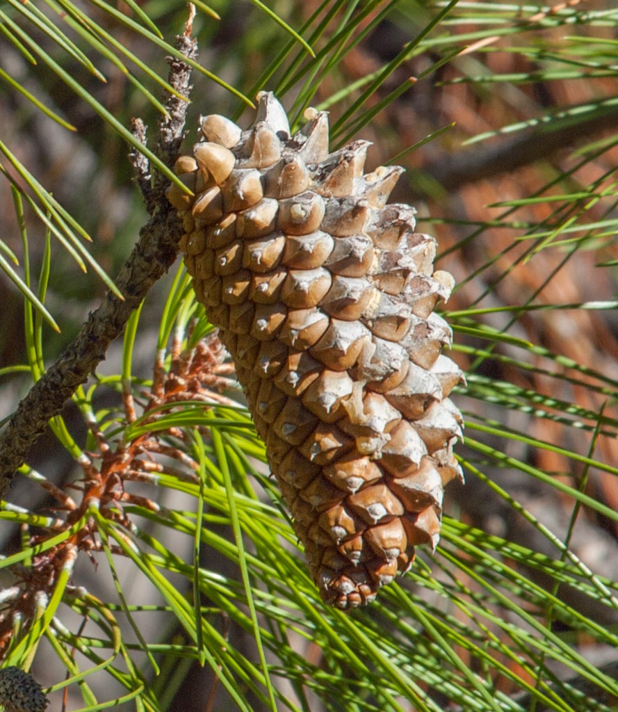 Pinus attenuata (knobcone pine) description The Gymnosperm Database
