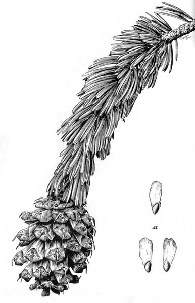 Pinus Aristata Rocky Mountain Bristlecone Pine Description The Gymnosperm Database This landscape drawing is a great opportunity to practice attention to detail and perspective. rocky mountain bristlecone pine