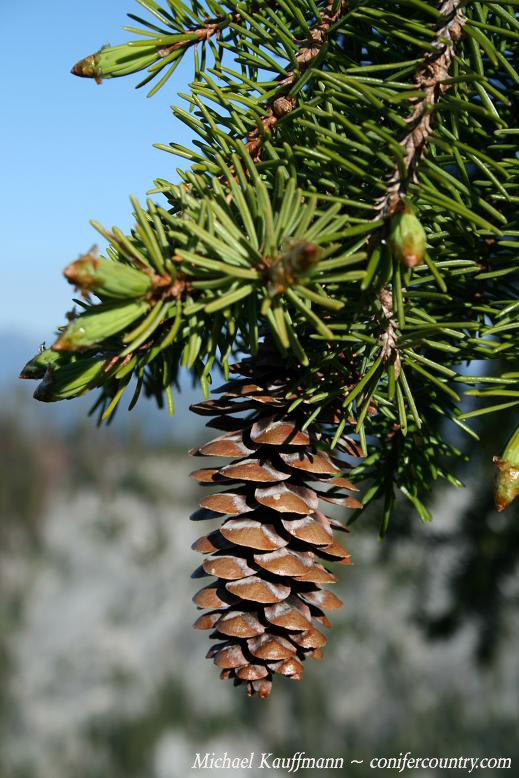 トラウティン picea breweriana トウヒ 枝垂れ 苗 Picea breweriana