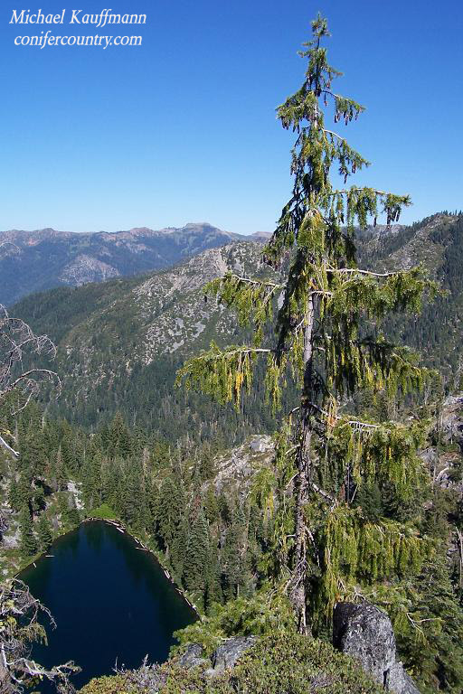 Picea breweriana (weeping spruce) description