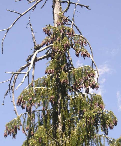 Picea breweriana (weeping spruce) description