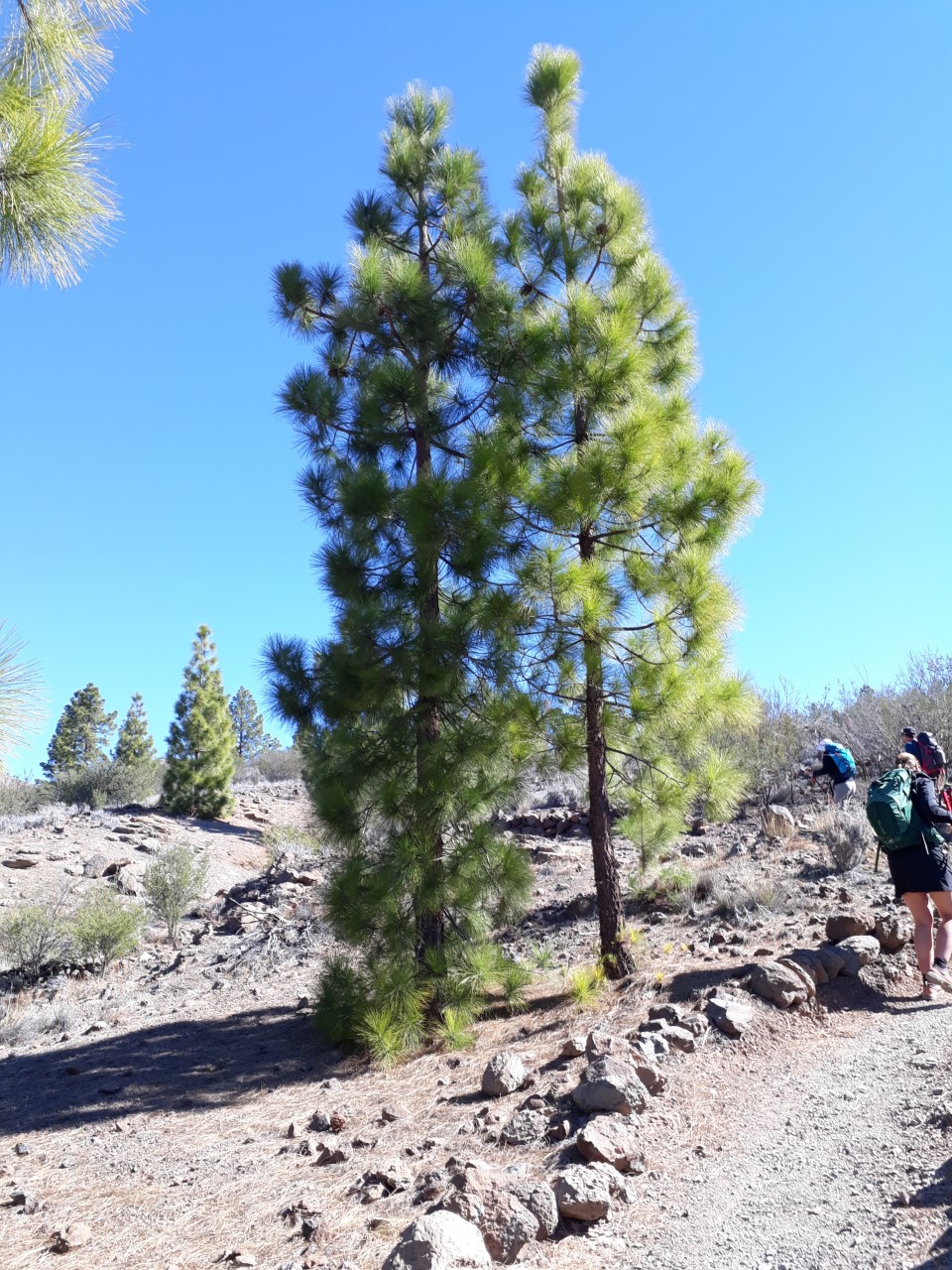 Pinus canariensis (Pino canario, Canary Island pine) description - The  Gymnosperm Database