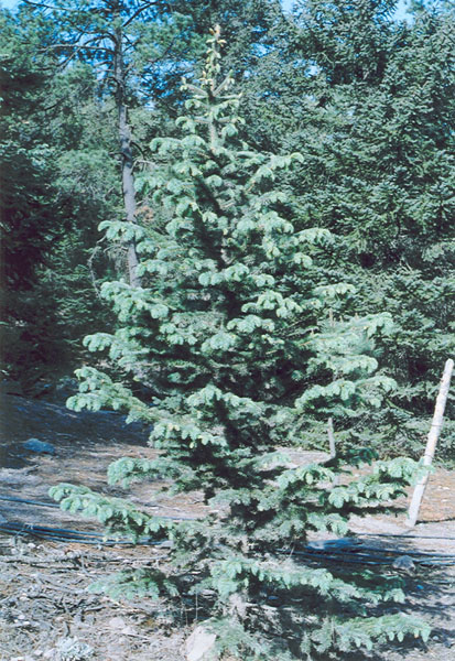 Cahuite 10 seeds Chihuahua Spruce Picea chihuahuana - Picea martinezii