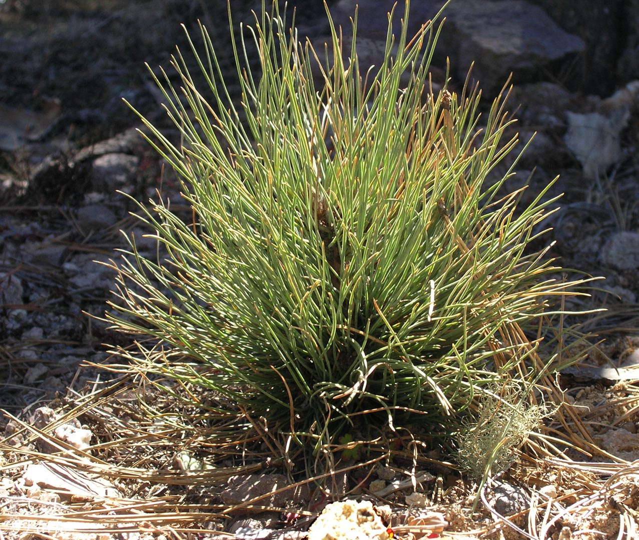 Pinus cooperi (pino de Cooper) description - The Gymnosperm Database